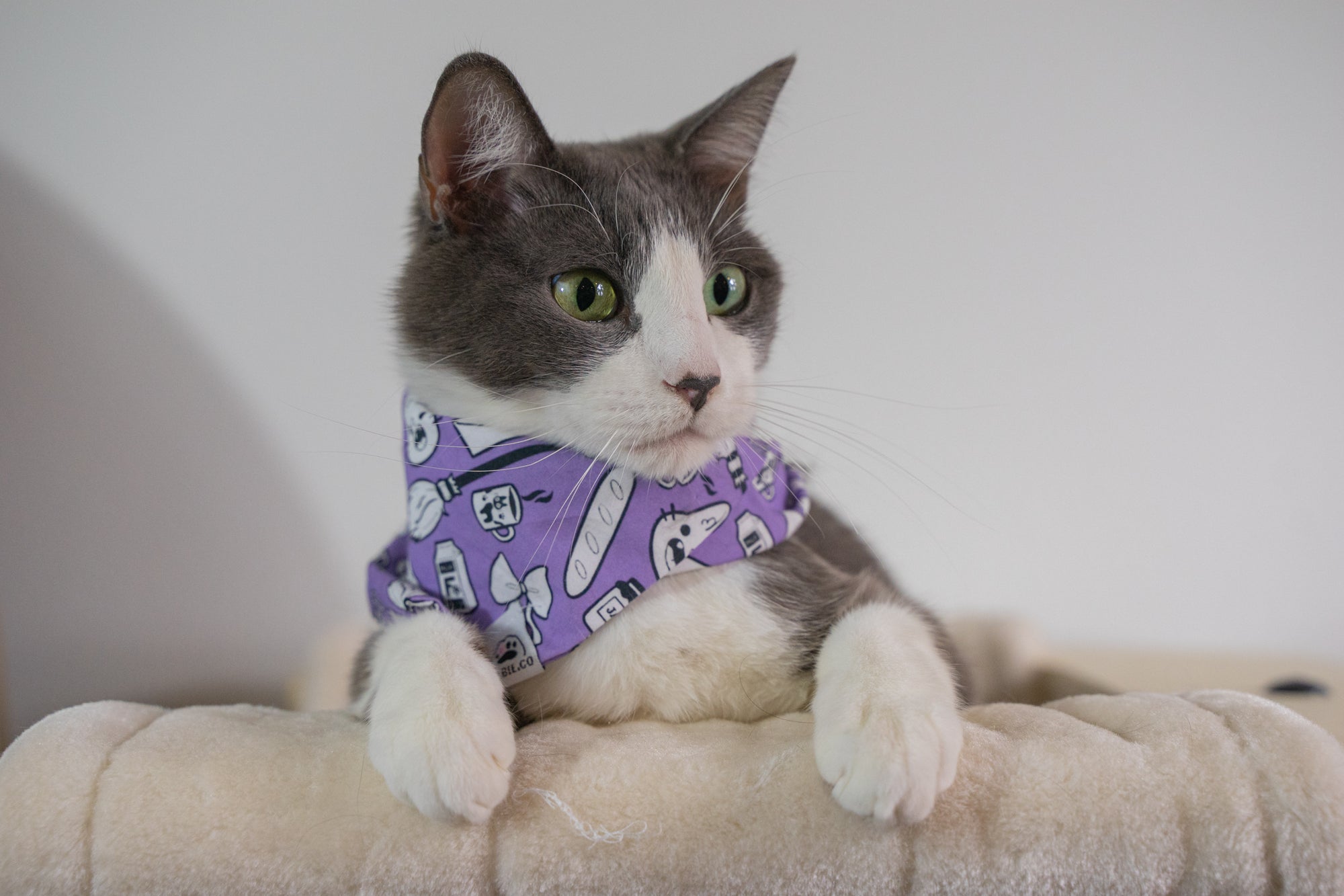 Magical Delivery Adventure Anime Dog & Cat Bandana