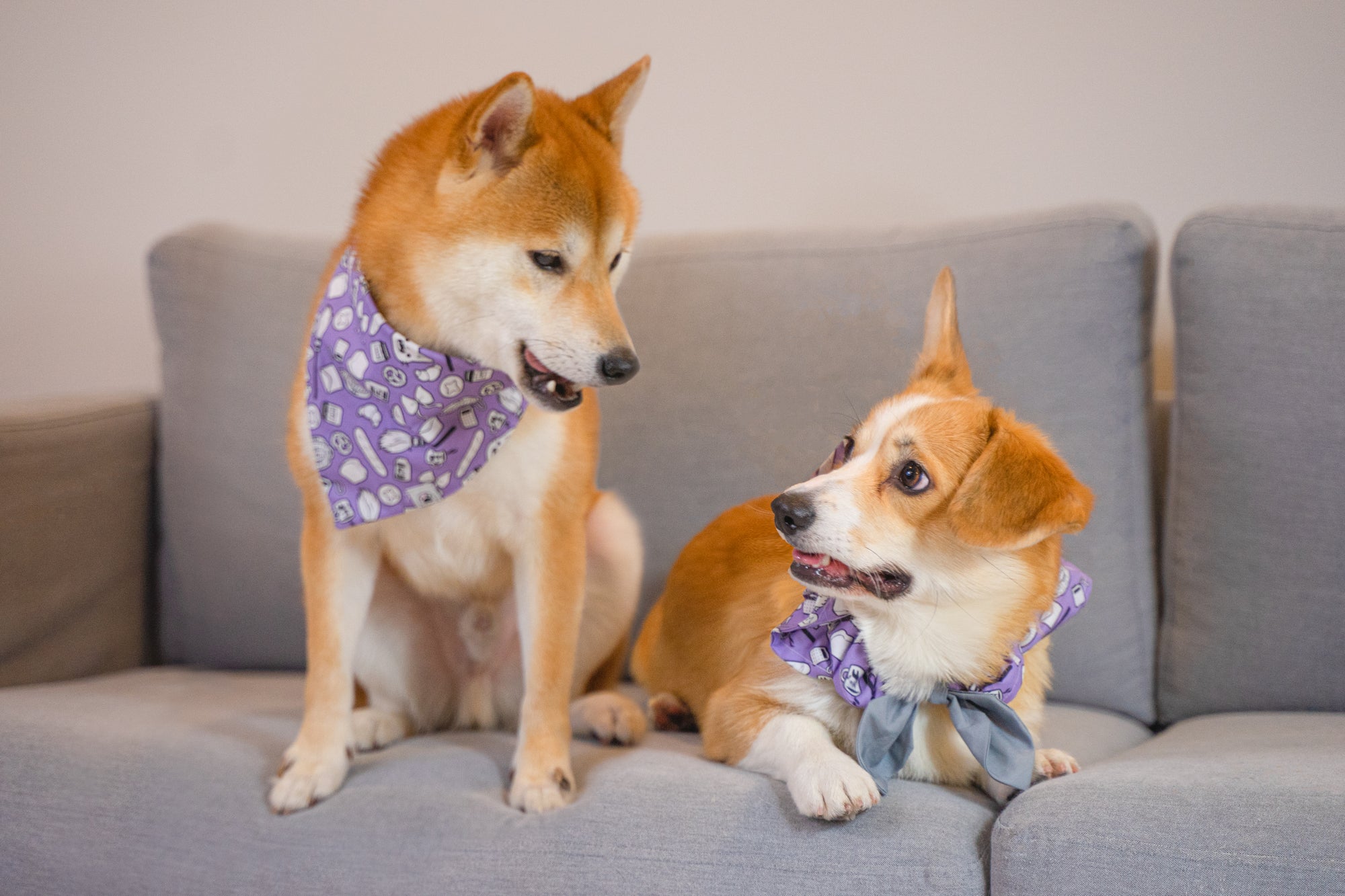 Magical Delivery Adventure Anime Dog & Cat Bandana