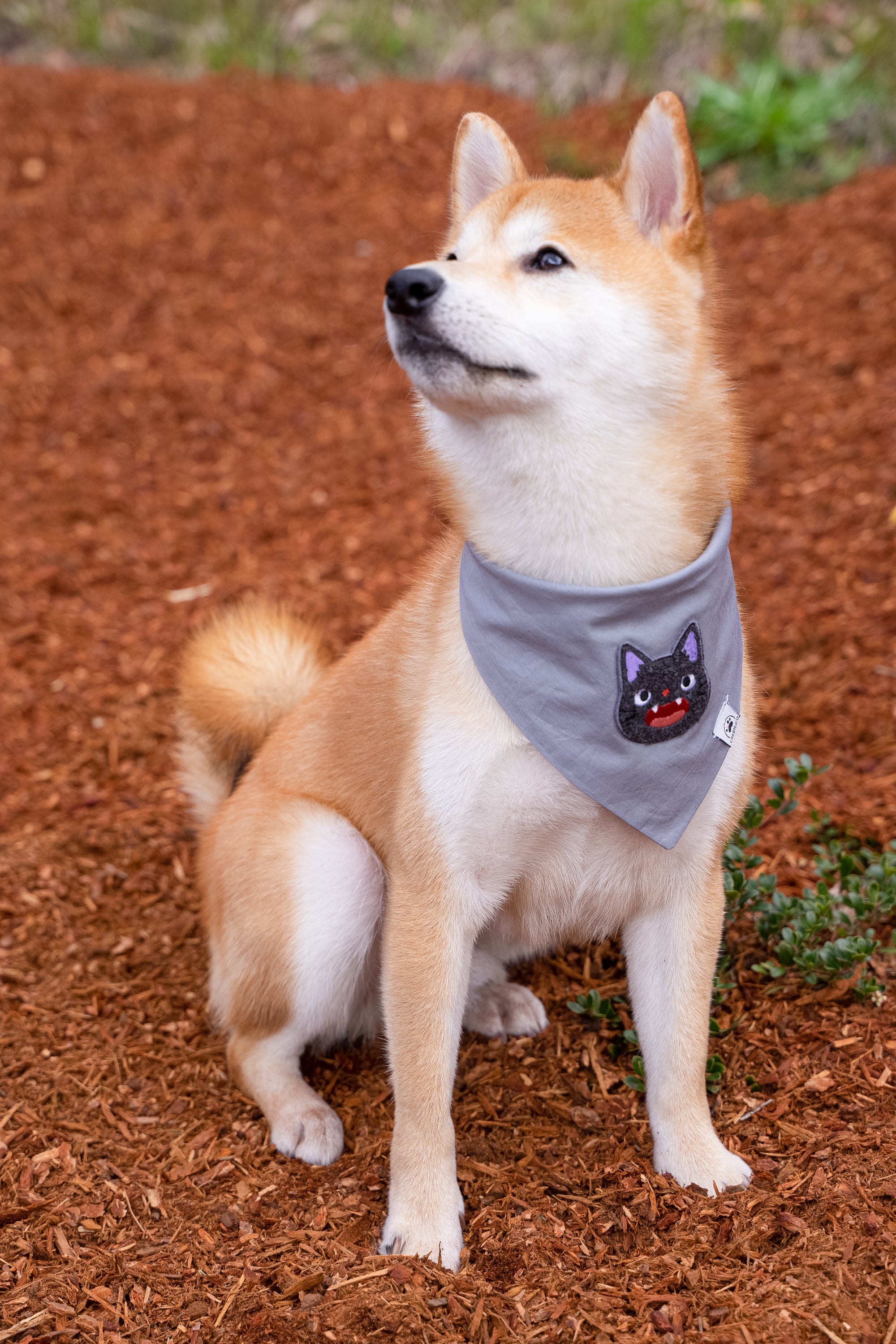 Magical Cat Anime Dog & Cat Bandana